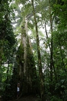 ein riiiiiesiger Ceiba-Baum